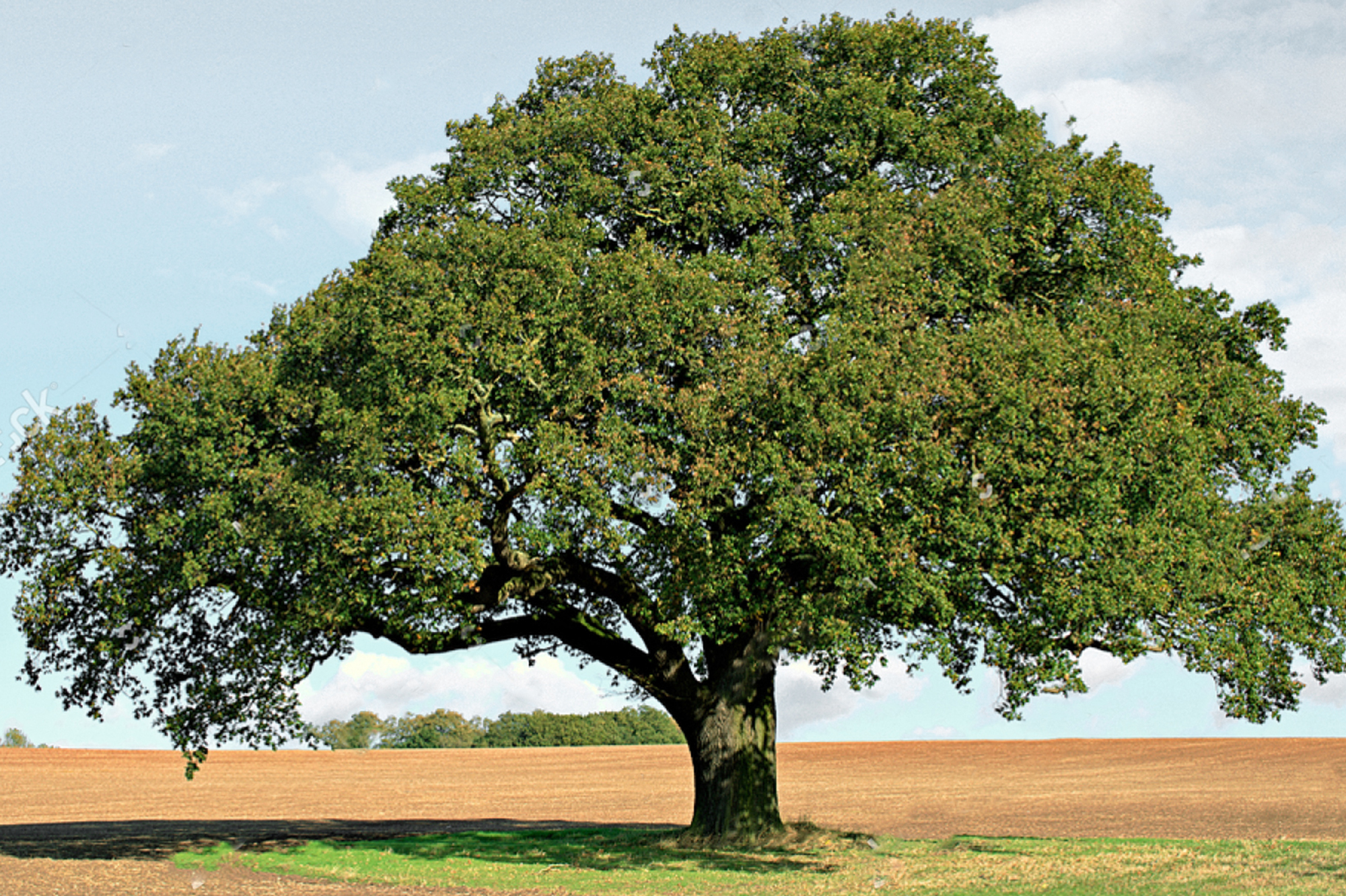 The Wonderful World of Walnut Trees